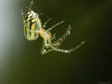 Close View of a Spider in his Web, Groton, Connecticut