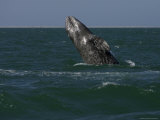 California Gray Whale Calf, San Ignacio Lagoon,Baja California, Mexico