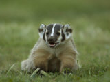 Buy Hand-Raised Badger at the Home of a Wildlife Rescue Network Worker at AllPosters.com