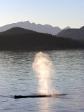 Humpback Whale Blows at Sunset, Alaska