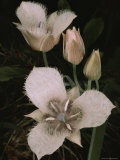 Buy Close-Up of Pussy-Ears Blossoms and Buds, Oregon at AllPosters.com
