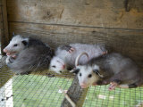 Buy Baby Opossums on a Farm in Greenleaf, Kansas at AllPosters.com
