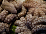 Glistening Octopus for Sale at the Rialto Fish Market in Venice, Italy