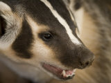 Buy Hand-Raised Badger Bares its Teeth at its Home in Talmage, Nebraska at AllPosters.com