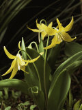 Buy Cluster of Golden Glacier Lilies at AllPosters.com