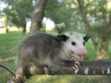 Buy Baby Opossum on a Farm in Greenleaf, Kansas at AllPosters.com
