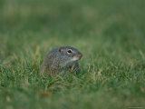 Free-Roaming Ground Squirrel at Omaha Zoo, Nebraska