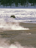 Buy Bison Grazing near Hot Springs, Yellowstone National Park, Wyoming at AllPosters.com