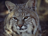 Close-Up of a Bobcat