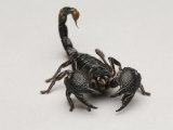 Emperor Scorpion at the Lincoln Children's Zoo, Nebraska