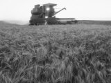 Buy Kansas Wheat Being Harvested at Dusk During Summer at AllPosters.com