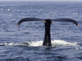 Humpback Whale Swimming in Massachusetts Bay