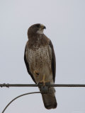 Hawk near the Charles M. Russell National Wildlife Refuge