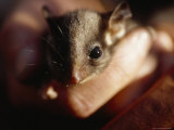 Buy Endangered Leadbeaters Possum Gently Held in a Human Hand, Yellingbo Nature Reserve, Australia at AllPosters.com