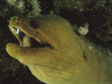 Buy Close-Up of a Green Moray Eel at AllPosters.com