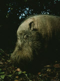 Bearded Swine, Borneo