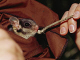 Buy Endangered Leadbeaters Possum Fed While Held in a Restraining Bag, Australia at AllPosters.com