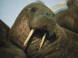 Buy Adult Female Walrus, Alaska at AllPosters.com