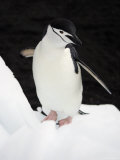 Buy Chinstrap Penguins Standing on Iceberg at AllPosters.com