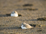 Endangered Western Snowy Plover on a Beach, California