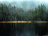 Buy Arrow-Straight Evergreens Are Reflected in a River or Lake; the Rest is Lost in Mist at AllPosters.com