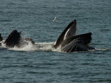 Humpback Whales Feeding in Chatam Strait, Southeast Alaska, United States