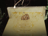 European Bee Swarm on a Leadbeaters Possum