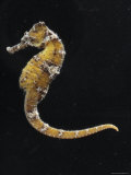 Captive Indo Pacific Seahorse, Baltimore, Maryland