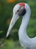 Brolga Crane at the International Crane Foundation, Baraboo, Wisconsin
