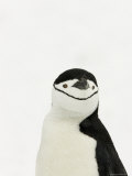 Chinstrap Penguin, South Orkney Islands, Antarctica