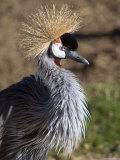 Captive East African Crowned Crane, Santa Barbara, California