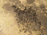 Herd of 200+ Buffalo, Sw Corner of the Moyowosi Game Reserve, Tanzania