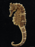 Captive Lined Seahorse, Baltimore, Maryland