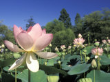 Buy Emperor Lotus Flowers in Kenilworth Aquatic Gardens in Washington, D.C. at AllPosters.com