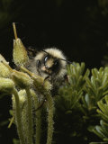 Buy Close View of a Bee on Heath at AllPosters.com