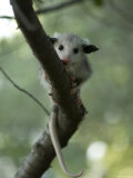 Buy Baby Opossum near Greenleaf, Kansas at AllPosters.com