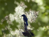 Endemic Santa Cruz Island Scrub Jay, California