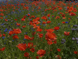 Denmark, Skagen, Garden of Red Poppies, Full Frame