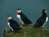 Iceland, Three Puffins on Rock Cliff