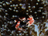 Anemone Crab Lurks Among the Tentacles of an Anemone