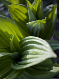 Buy Close Up Shot of Indigenous Chinese Plants, Shennongjia, China at AllPosters.com