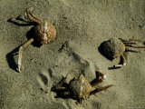 Crab Shells in the Sand on a Beach