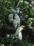 Cattle Egret with Juvenile Herons in Background