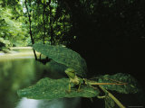 Buy Common Agamid Lizard Sits on a Leaf above a Muddy Creek at AllPosters.com