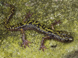 Arboreal Green Salamander Crawls Accross its Rocky Habitat