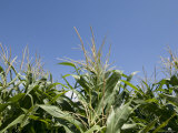 Buy Cornfield near Burwell, Nebraska at AllPosters.com