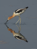 American Avocet is Foraging in Summer Plumage, Bombay Hook, Delaware