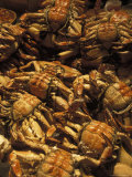 Crabs for Sale in the Old Market on Norrmalm in Stockholm, Sweden