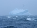 Black-Browed Albatross Flies over Iceberg in Gale Force Winds