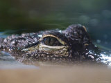 Alligator Eyes in the National Aquarium, Washington, D.C.